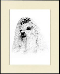 244x300 Maltese Dog Head Study Sketch Print Mounted Ready To Frame Ebay - Maltese Sketch