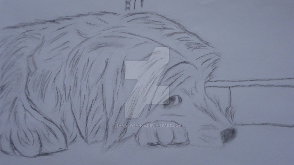 1024x576 Maltese Sketch By Shadowfang0 - Maltese Sketch