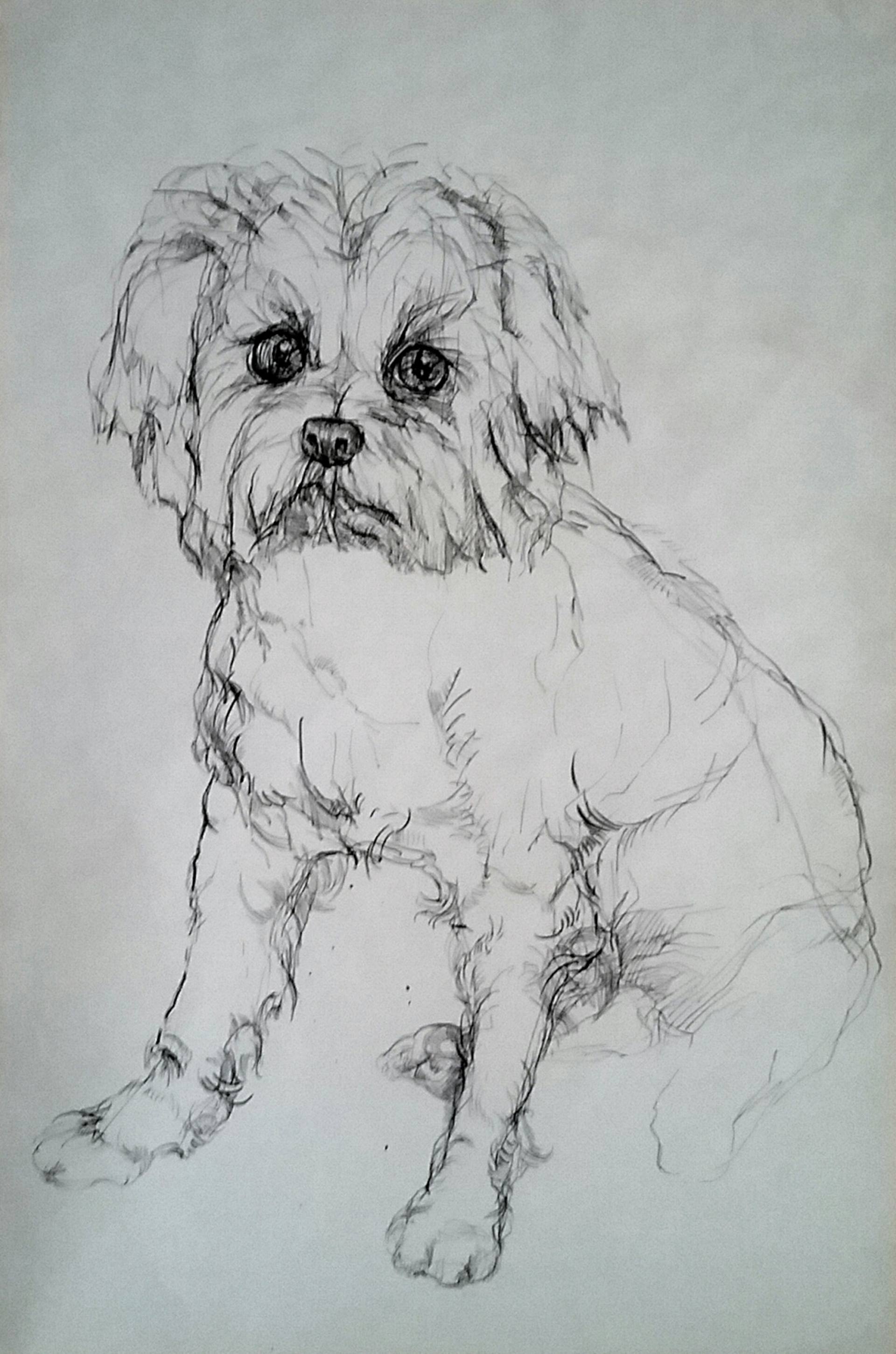 1920x2900 Maltese Dog Drawing By Daniela Vasileva Saatchi Art - Maltese Sketch
