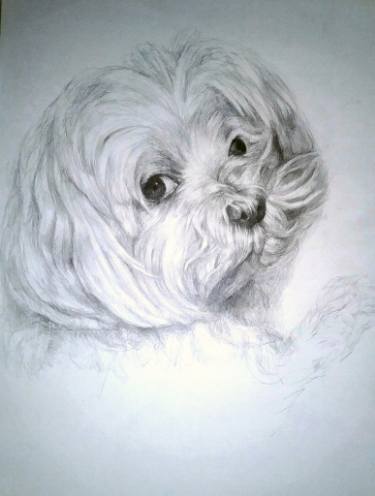 375x496 Maltese Dogs 3 Drawing By Daniela Vasileva Saatchi Art - Maltese Sketch