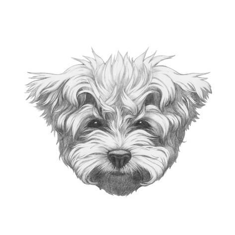 473x473 Original Drawing Of Maltese Poodle. Isolated On White Background - Maltese Sketch