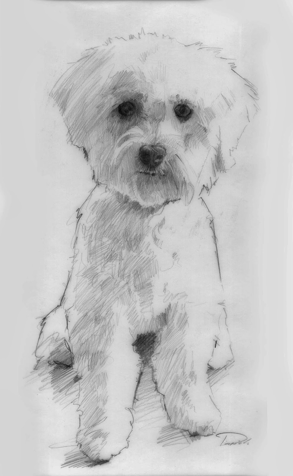 986x1600 Patrick Saunders Fine Arts October 2013 - Maltese Sketch
