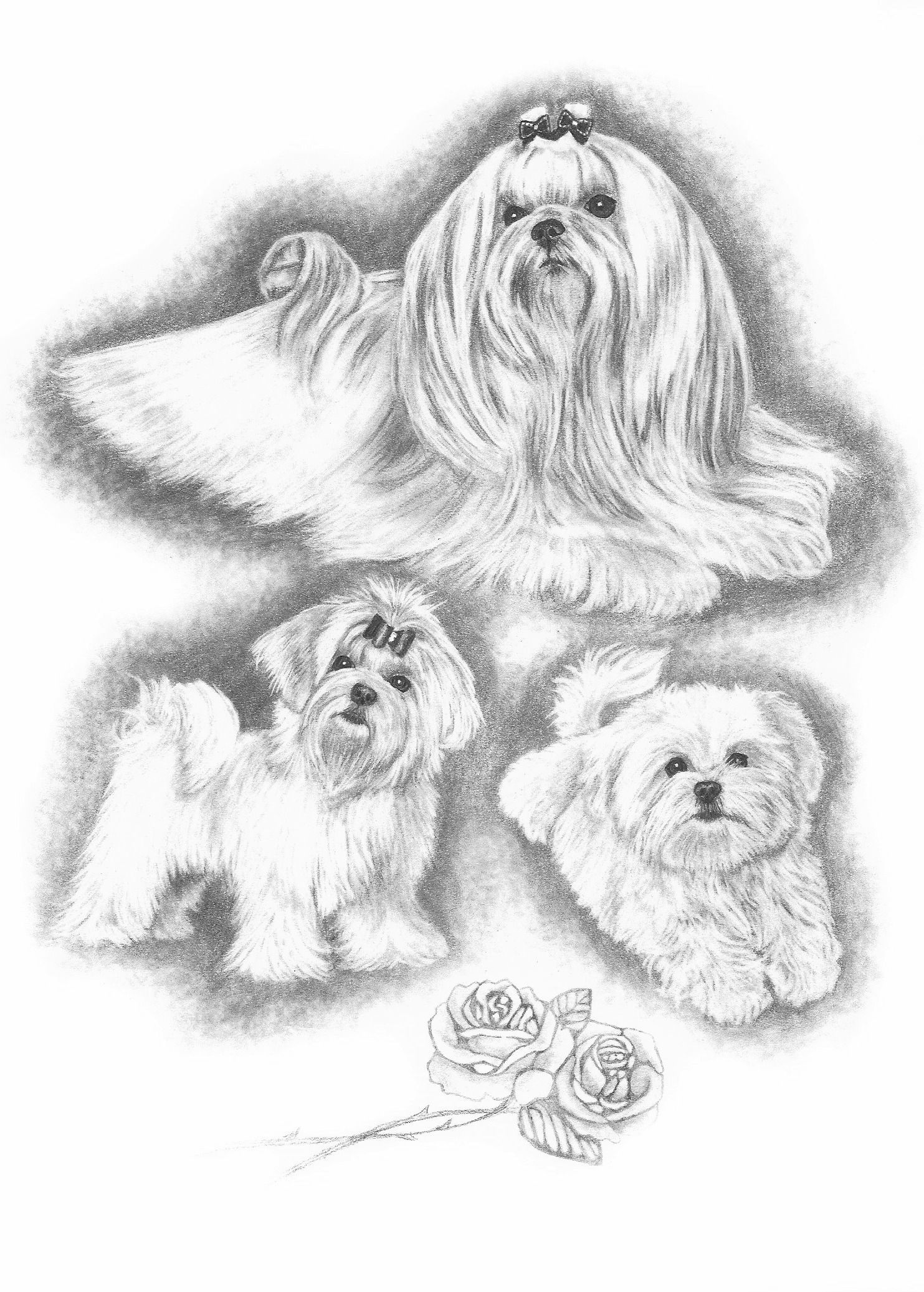1483x2074 The Sketch Done For The American - Maltese Sketch