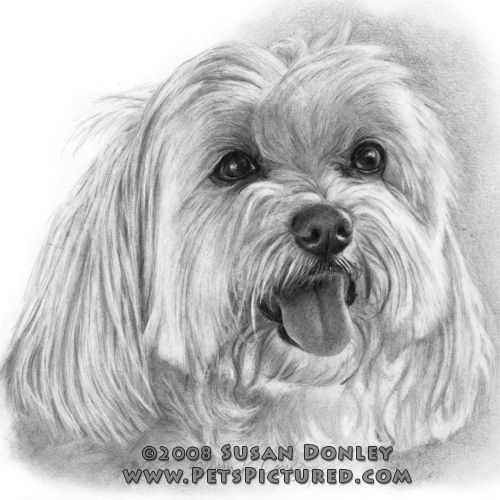 500x500 Dog Pencil Sketches ... , Maltese - Maltese Sketch