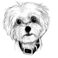 225x225 Maltese Puppy Drawing - Maltese Sketch