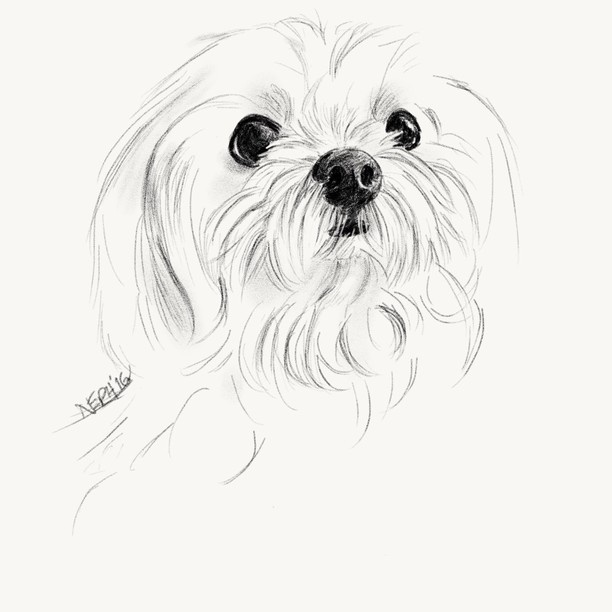 612x612 Sketch Pack - Maltese Sketch