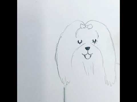 480x360 Behind The Scenes Long Hair Maltese Sketch - Maltese Sketch