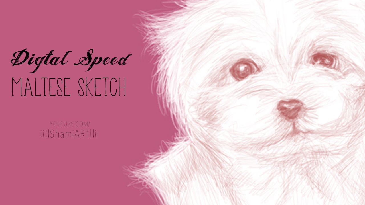 1280x720 Ds Maltese Sketch - Maltese Sketch
