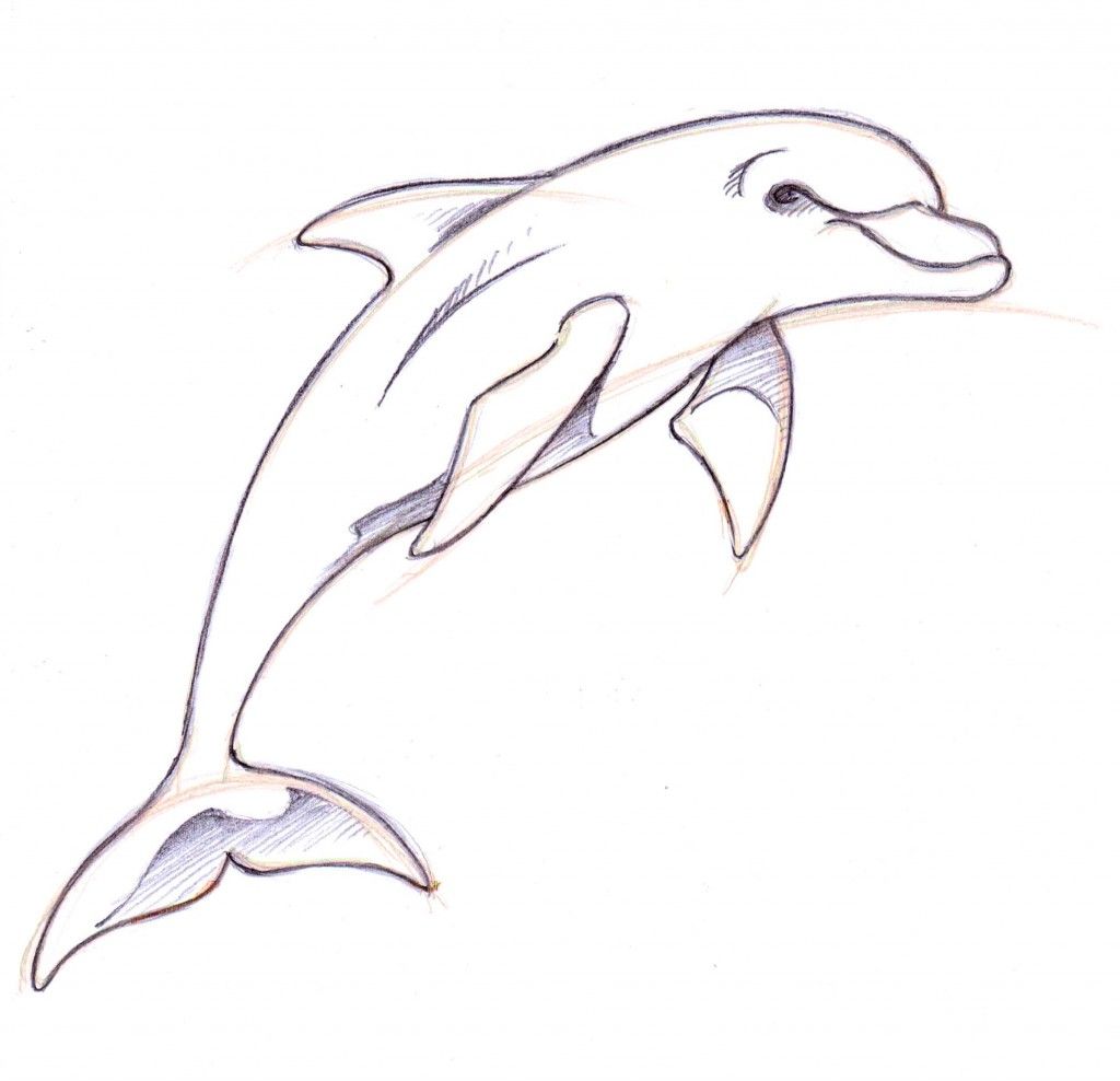 1024x988 Dolphin Drawings In Pencil How To Draw A Dolphin Drawing Ideas - Mammal Sketch