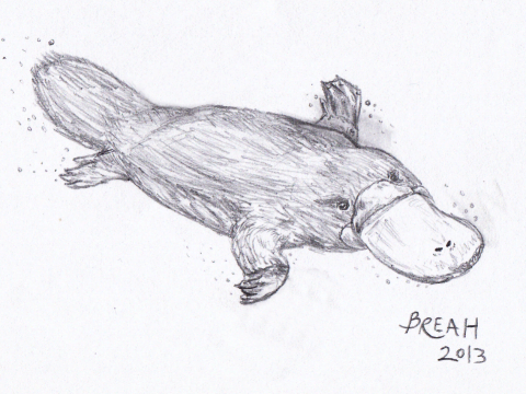 480x360 Duck Billed Platypus Sketch Art By Breah - Mammal Sketch
