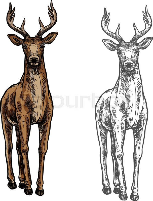 608x800 Elk Wild Animal Sketch Vector Icon Front View. Wild Elk Hind Or - Mammal Sketch