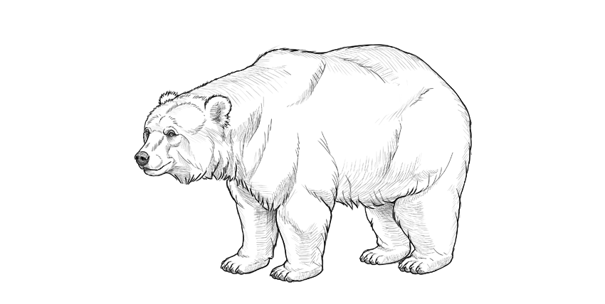 850x428 How To Draw A Bear - Mammal Sketch