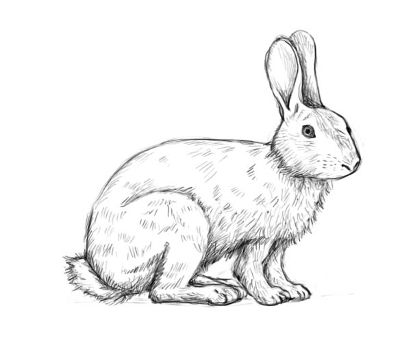 600x523 How To Draw A Rabbit - Mammal Sketch
