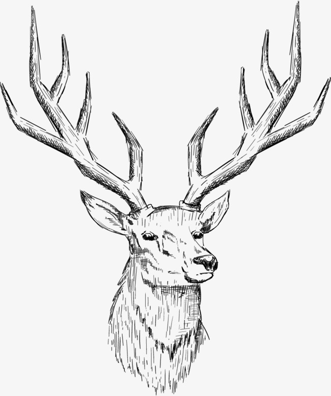 650x779 Sketch Deer Head, Sketch Vector, Deer Vector, Head Vector Png And - Mammal Sketch