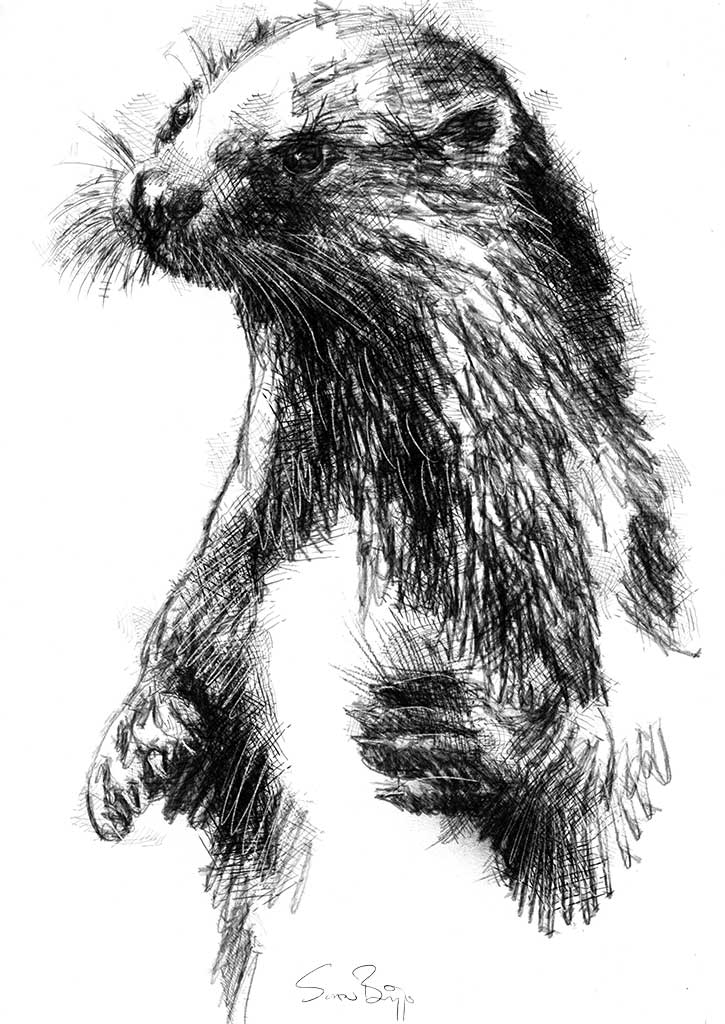 725x1024 Sketch A Day Seanbriggs - Mammal Sketch