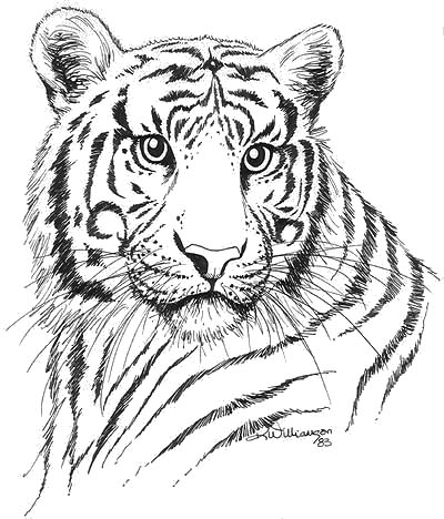 400x468 Tiger Ink Sketch Kerri Bennett Williamson - Mammal Sketch