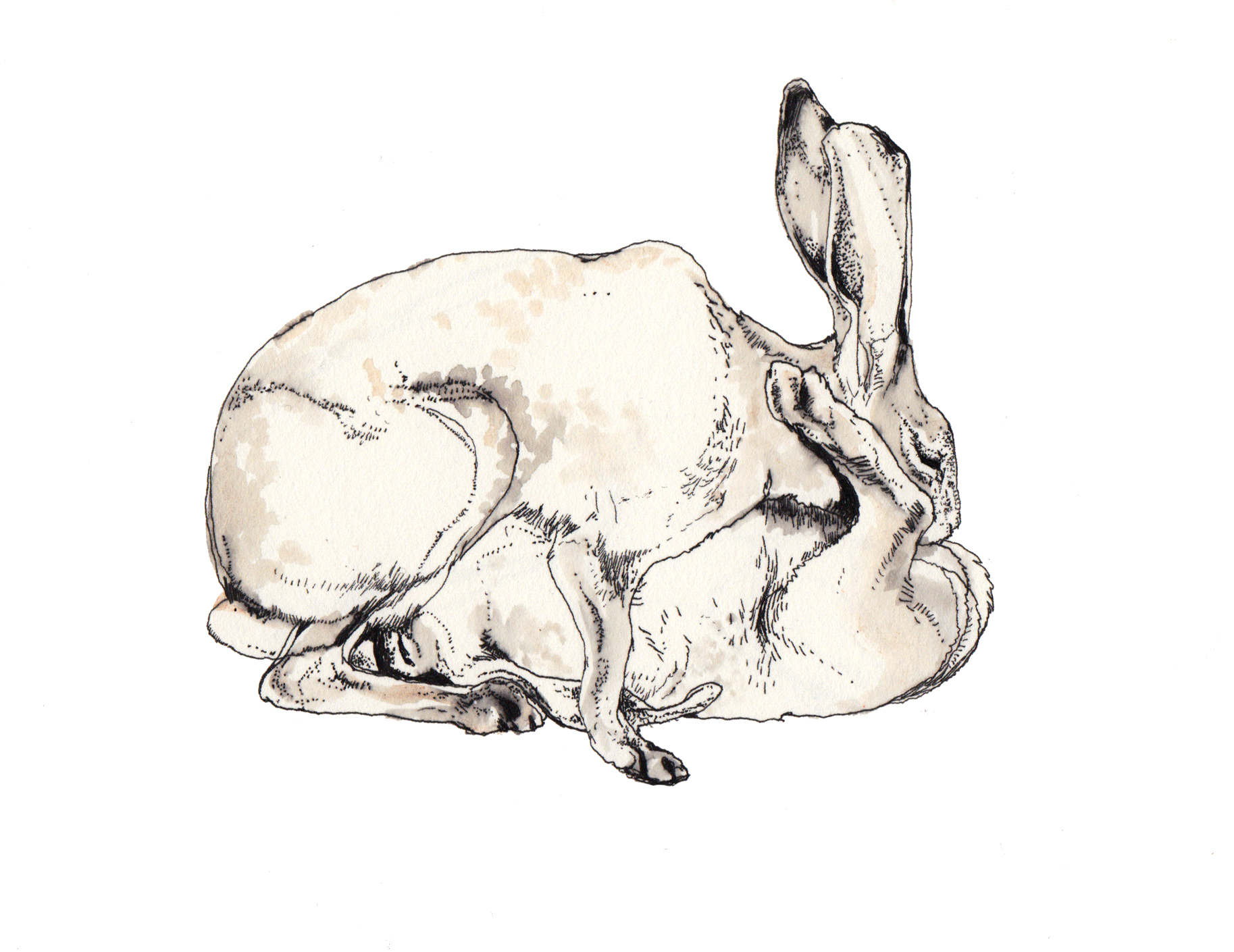 1827x1410 Wallpaper Drawing, Illustration, Cartoon, Skull, Head, Rabbit - Mammal Sketch