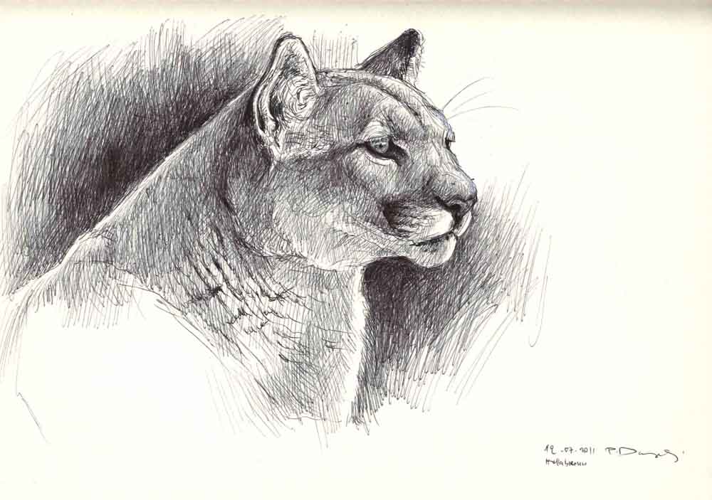 1000x703 Wildlifeart Life Studies Mammal Sketches In Black Amp White - Mammal Sketch