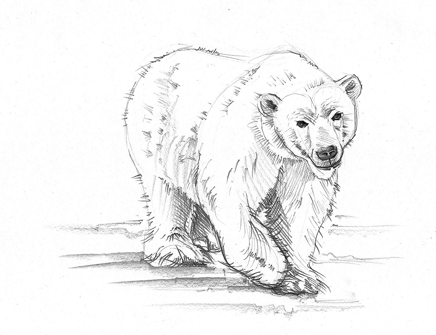 Mammal Sketch at Explore collection of Mammal Sketch