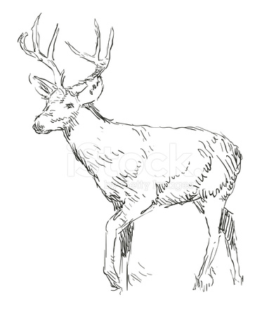 383x440 Deer Sketch Drawing Illustration Stock Vector - Mammal Sketch