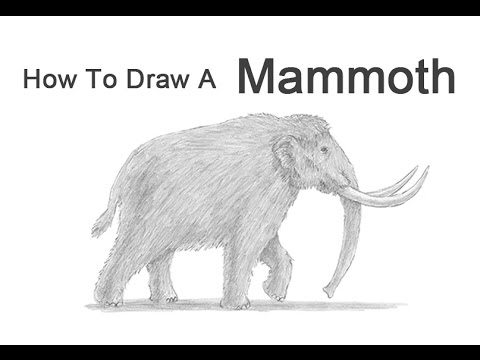 480x360 How To Draw A Mammoth - Mammoth Sketch