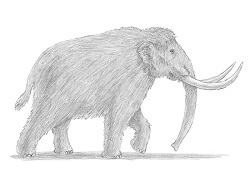 250x193 How To Draw A Mammoth - Mammoth Sketch
