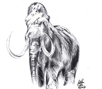 396x348 Mammoth Sketch By Faithhh - Mammoth Sketch