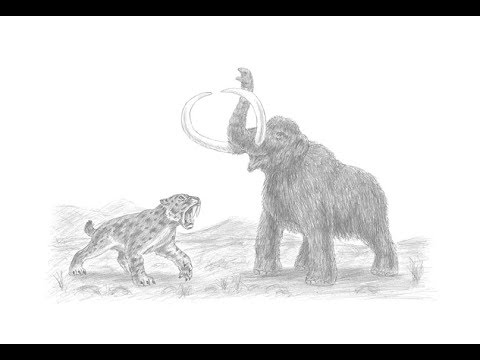 480x360 Special Drawing Smilodon (Saber Toothed Cat) Vs. Mammoth! - Mammoth Sketch