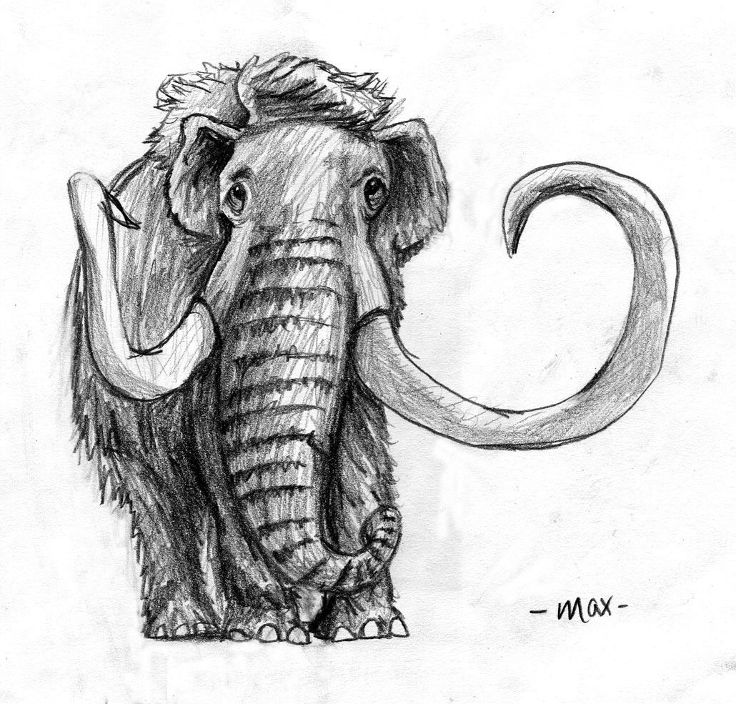 1030x985 Woolly Mammoth Illustration Illustration. - Mammoth Sketch