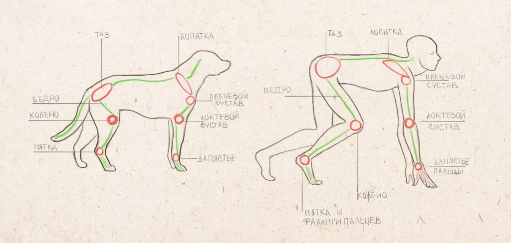 1024x488 How To Draw A Dog - Man And Dog Sketch