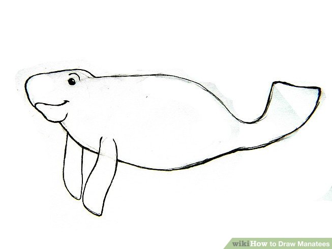 653x490 How To Draw Manatees 5 Steps (With Pictures) - Manatee Sketch