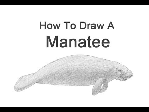 480x360 How To Draw A Manatee - Manatee Sketch
