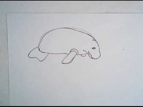 480x360 How To Draw A Manatee (Simple Drawing) - Manatee Sketch