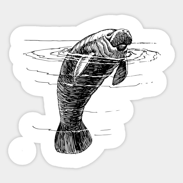 630x630 Manatee - Manatee Sketch