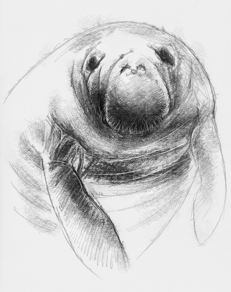 810x1024 Manatee - Manatee Sketch