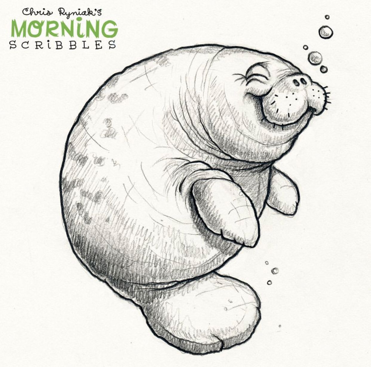 1242x1226 Manatee Chris Ryniak Painting Rock Ideas - Manatee Sketch