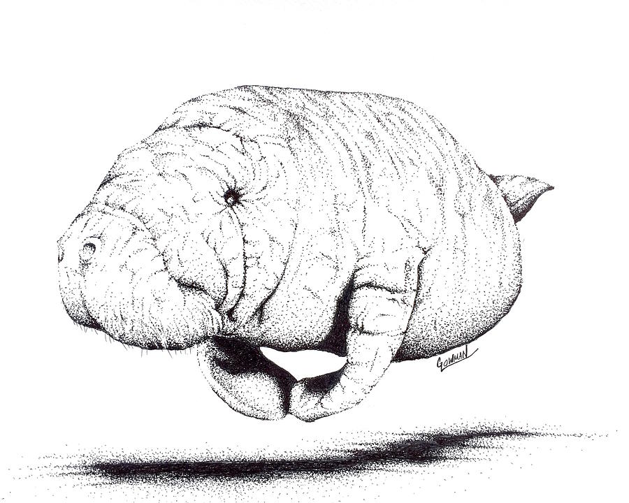 900x720 Manatee Drawing By Greg Lowman - Manatee Sketch