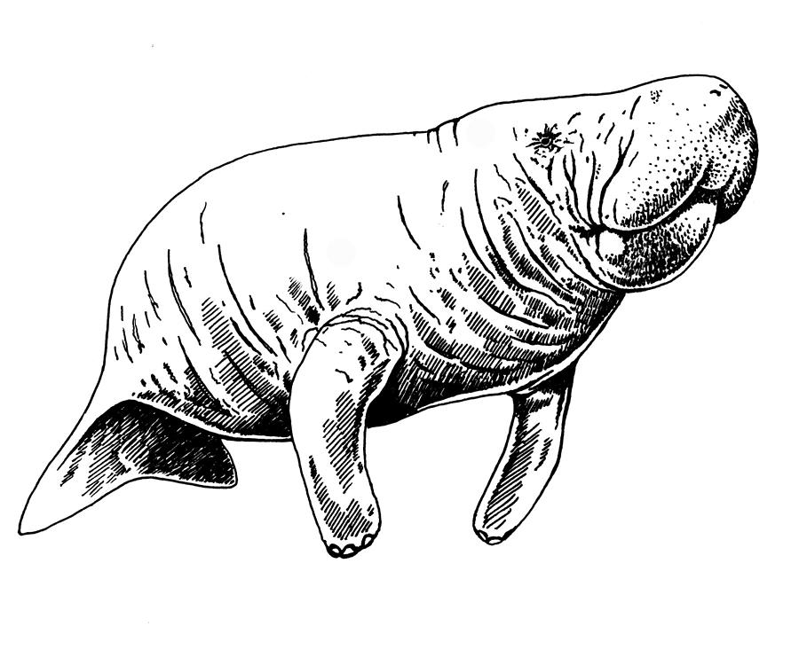 900x750 Manatee Drawing By Marc Zev - Manatee Sketch