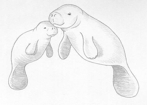 578x414 Amazing Manatee Art - Manatee Sketch