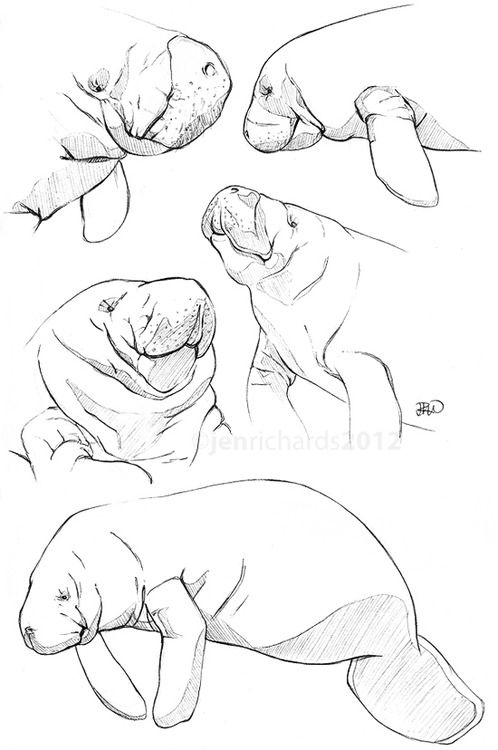 498x750 Manatee Sketch Manatee Love Manatee, Sketches And - Manatee Sketch