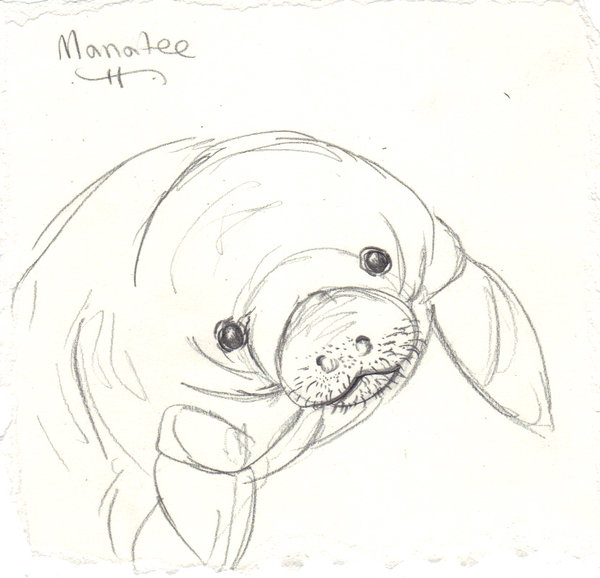 600x578 Manatee Sketch By Rukahtsubasa - Manatee Sketch