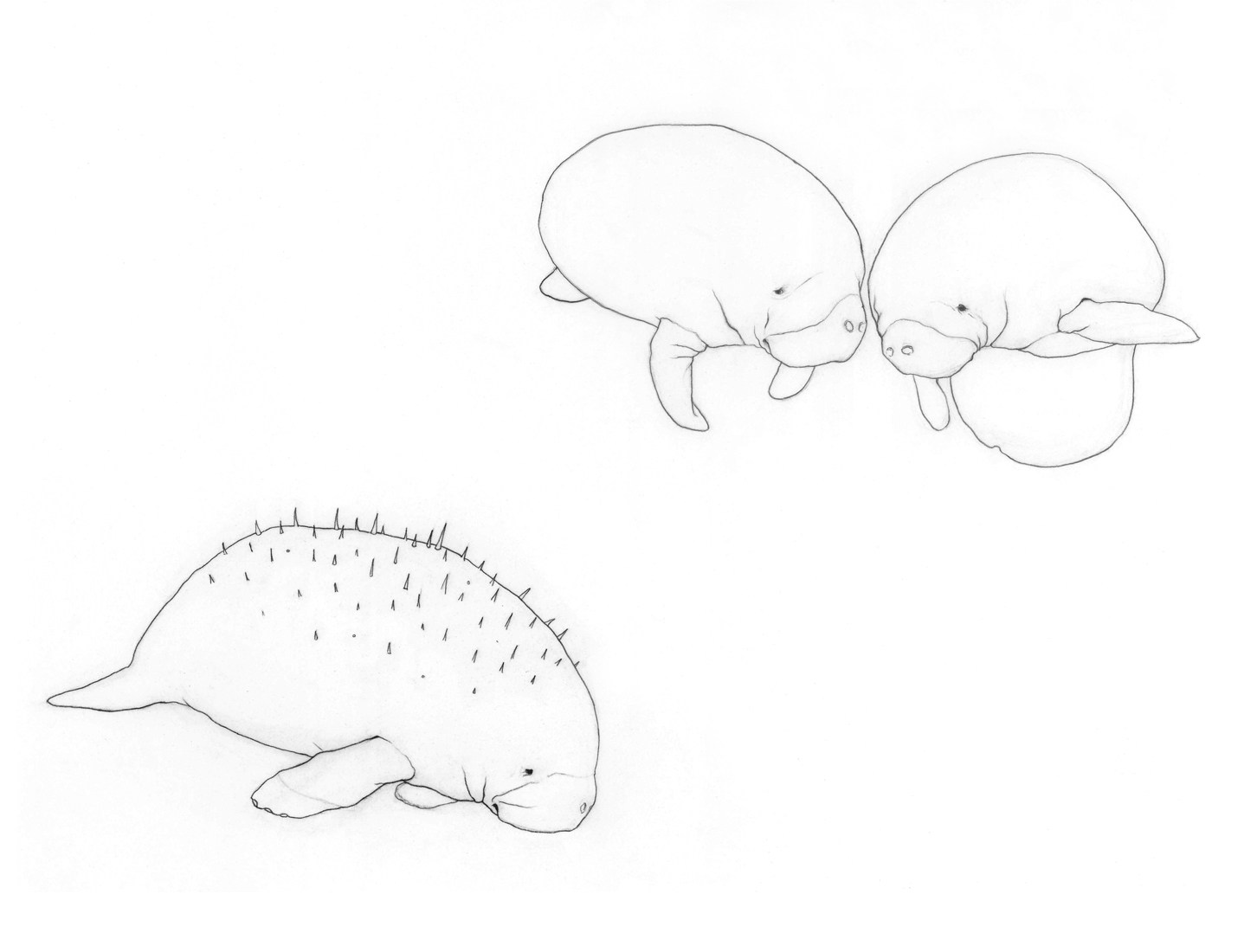 1452x1100 Manatees Archives - Manatee Sketch
