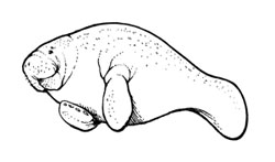 250x147 My Little Book Of Manatees - Manatee Sketch