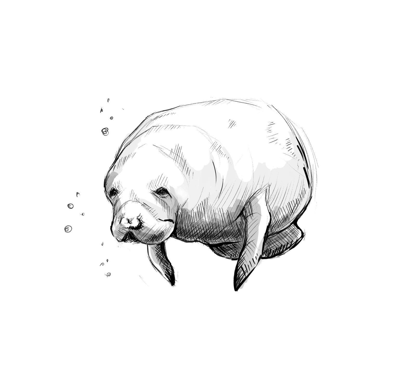 1566x1431 November 16th - Manatee Sketch