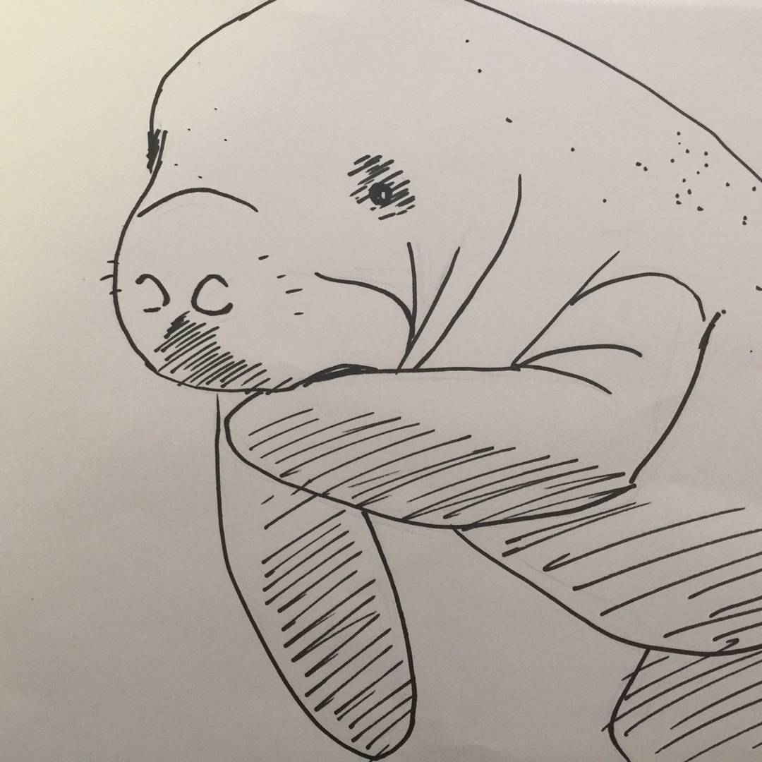 1080x1080 Li.st Dusting Off My Drawing Pens With Manatee Sketches By - Manatee Sketch