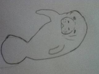 320x240 Manatee Drawings On Paigeeworld. Pictures Of Manatee - Manatee Sketch