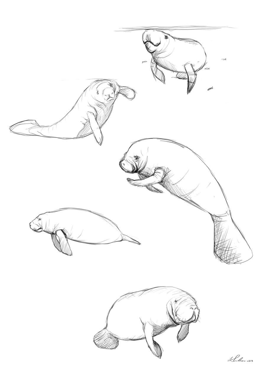 900x1321 Manatee Illustration - Manatee Sketch