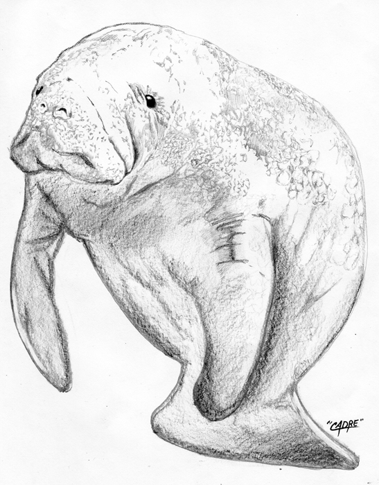 547x700 Manatee - Manatee Sketch