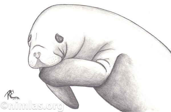 600x391 Daily Creativity Manatee, A Mammal That Loves Amp Believes In - Manatee Sketch