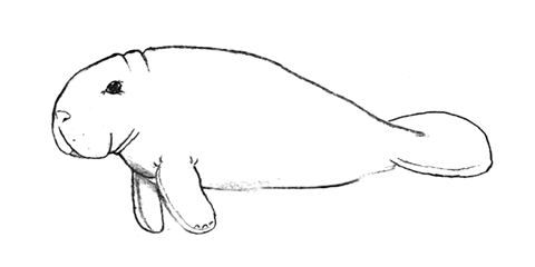 480x240 Echidna Sketch Art By Breah - Manatee Sketch